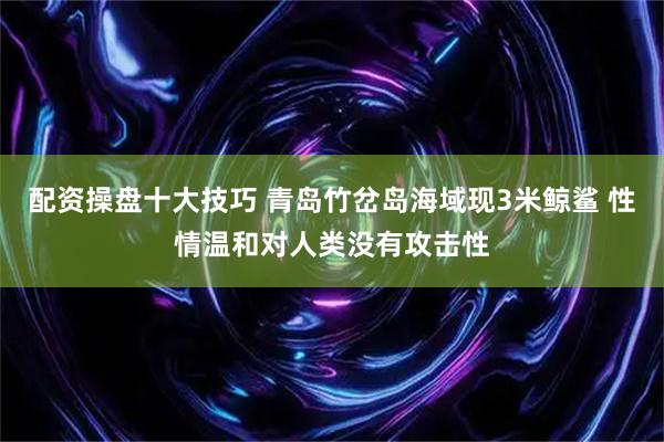 配资操盘十大技巧 青岛竹岔岛海域现3米鲸鲨 性情温和对人类没有攻击性